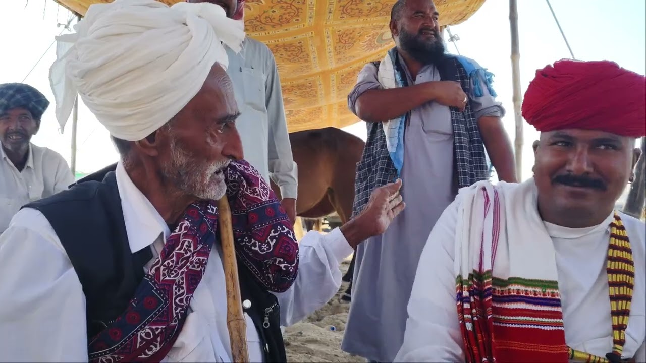 दुनिया में जलवा बिखेरने वाला घोड़ा आया तिलवाड़ा मेला 2026, सबसे छोटी उम्र में ताकतवर घोड़ा।