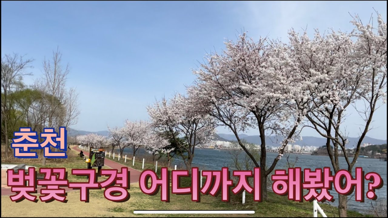 춘천 벚꽃구경 명소 (하중도, 레고랜드)