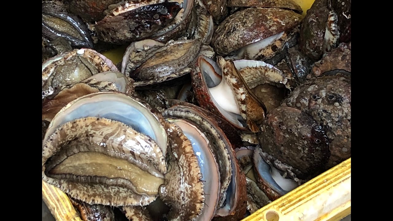 【あわび大漁】ひたすら剥がしていく