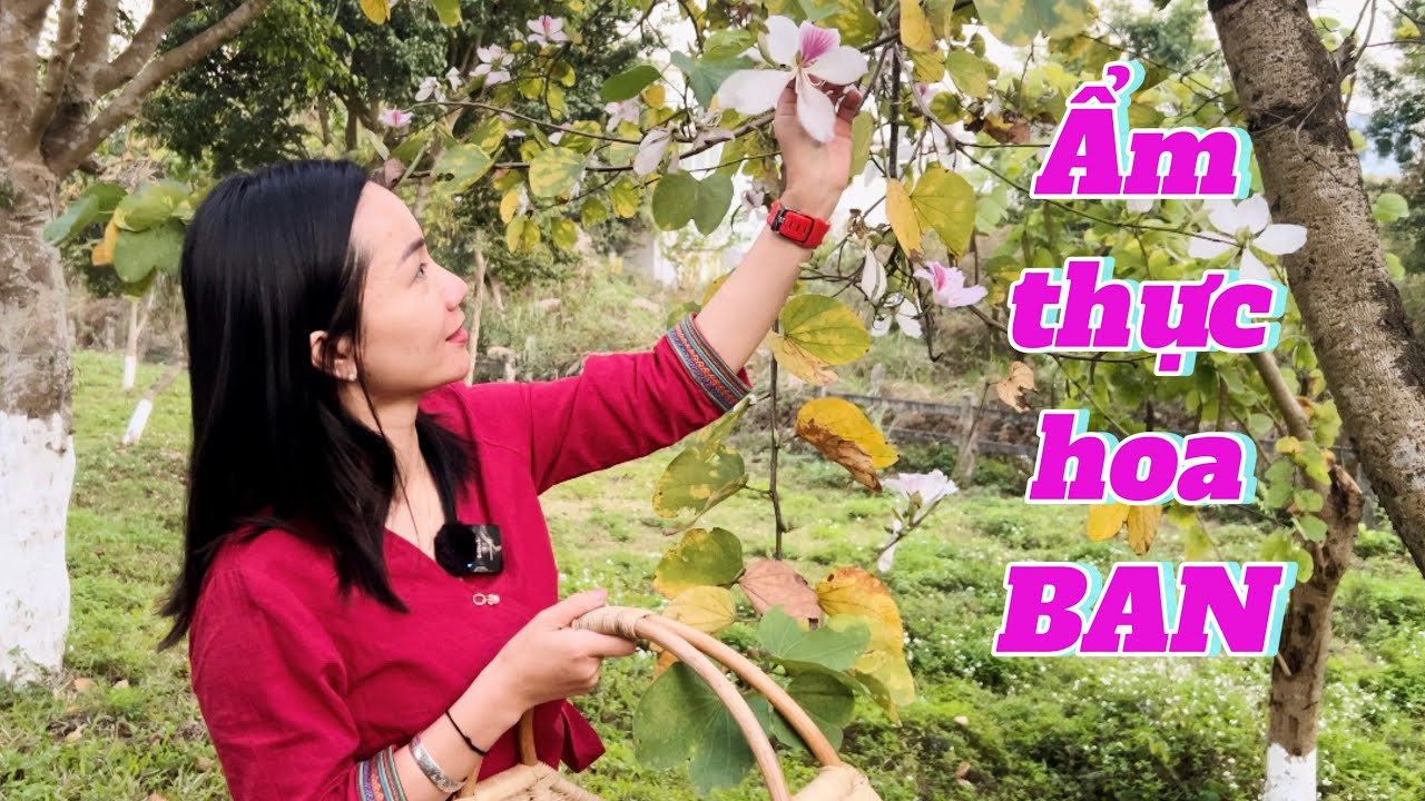 “Ăn hoa” Những món từ hoa Ban người vùng cao hay chế biến | Dishes from Ban flowers | Điền Đi Đâu