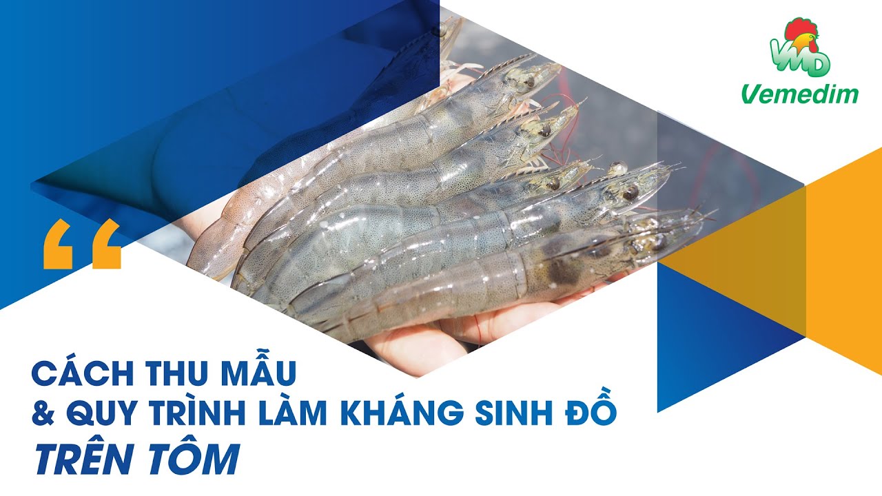 CÁCH THU MẪU & QUY TRÌNH LÀM KHÁNG SINH ĐỒ TRÊN TÔM I VEMEDIM