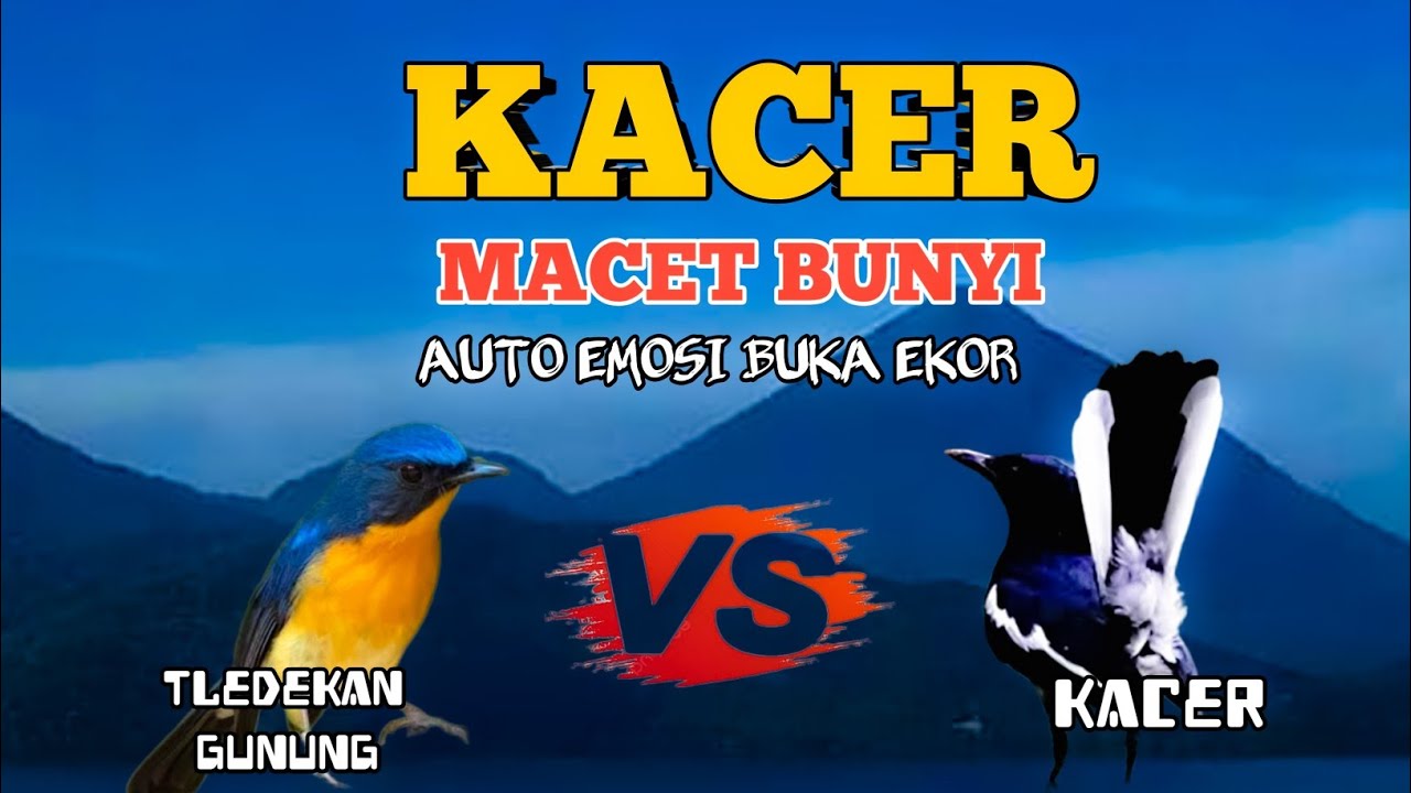 2 jam pancingan plus masteran kacer !! sekali putar auto emosi  kombinasi TLEDEKAN dan KACER