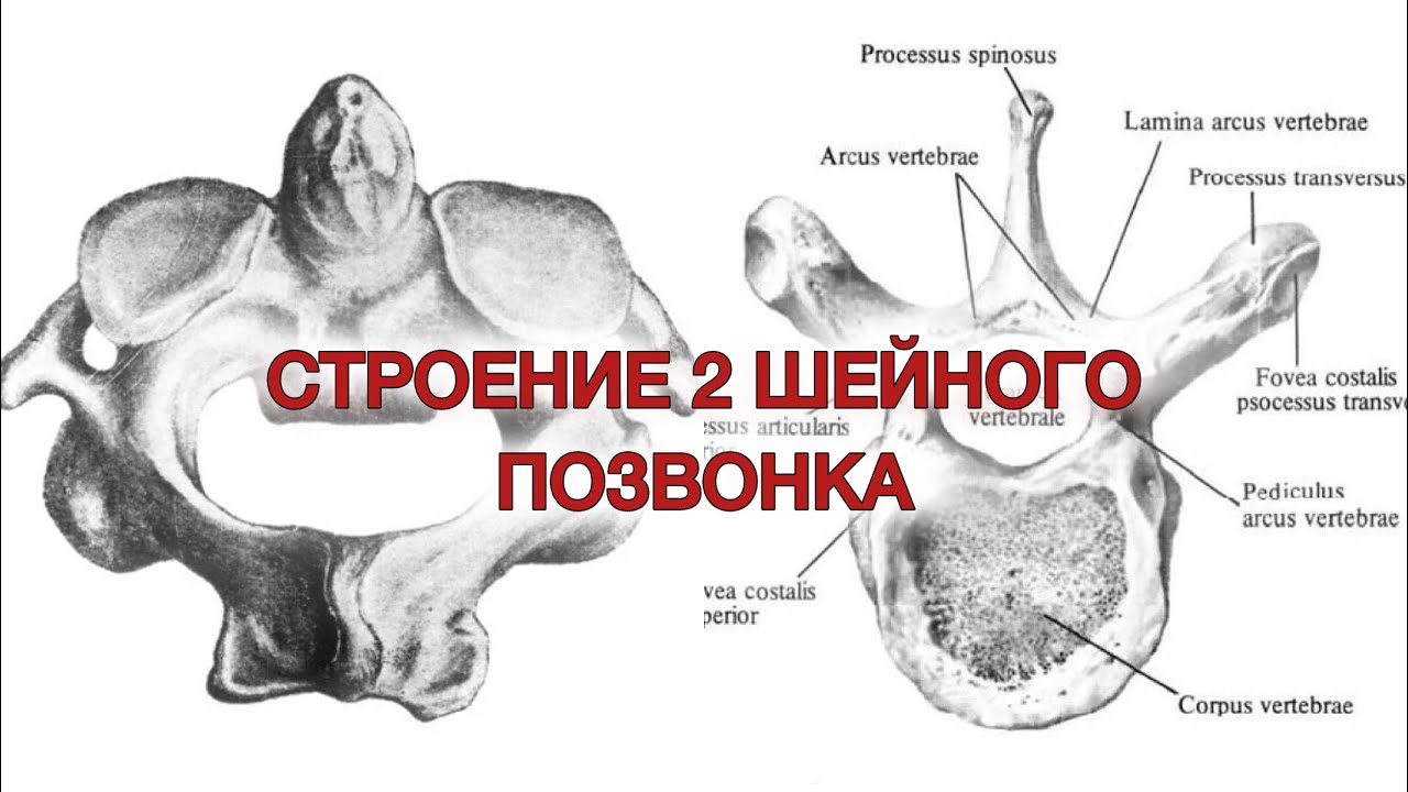 Строение второго шейного позвонка| строение грудных позвонков