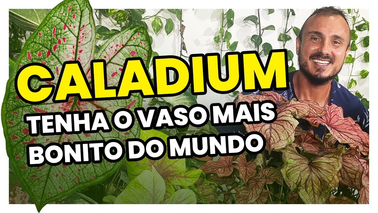 Como ter o vaso de CALADIUM mais lindo do mundo | Dicas de adubação e como cultivar
