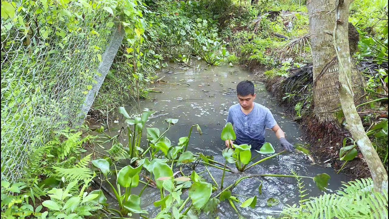 Country Life - Cleaning the fish pond to prepare for fish farming | Long Ca Farm