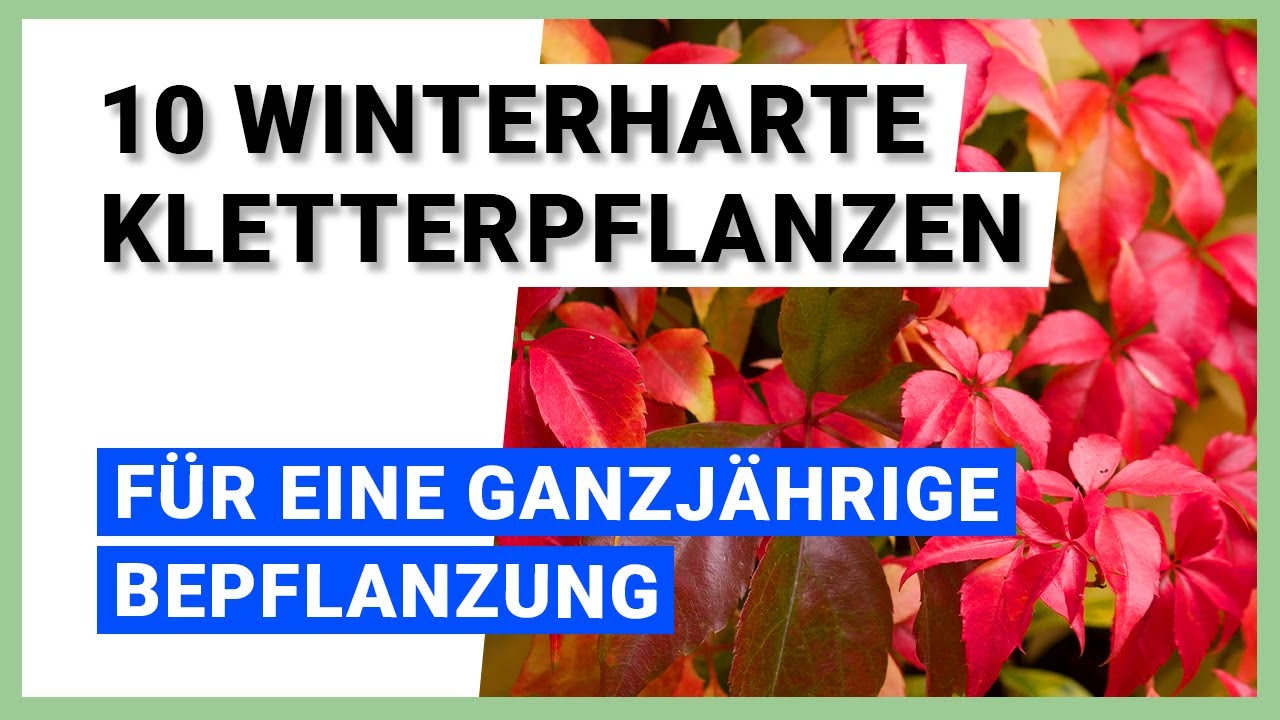 10 winterharte Kletterpflanzen f&uuml;r eine ganzj&auml;hrige Bepflanzung