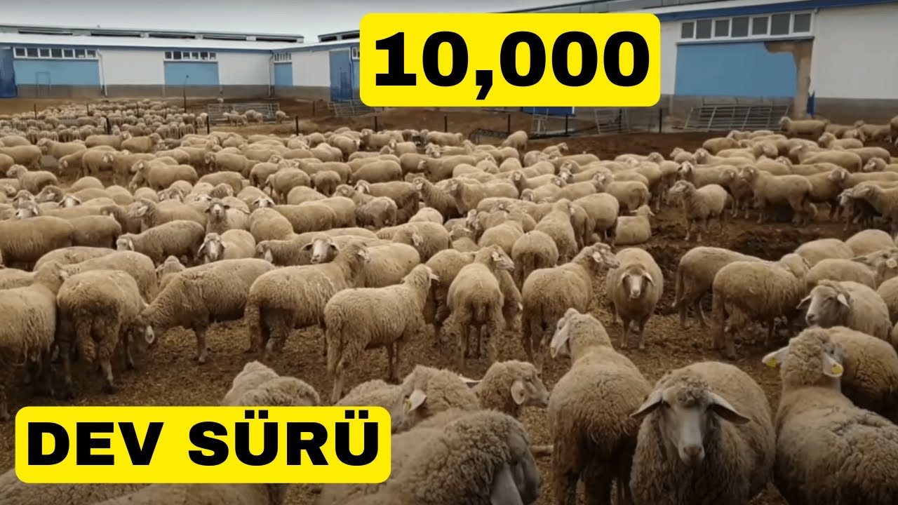 EKRANLARDA İLK KEZ  GÖRECEKSİNİZ | BU ÇİFTLİĞE BAYILACAKSINIZ | 10000 BAŞLIK | ASYA LALE BÖLÜM1