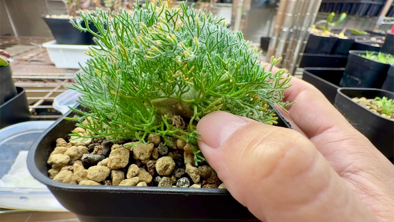 冬型塊根植物の種まき【オトンナ、モンソニア】