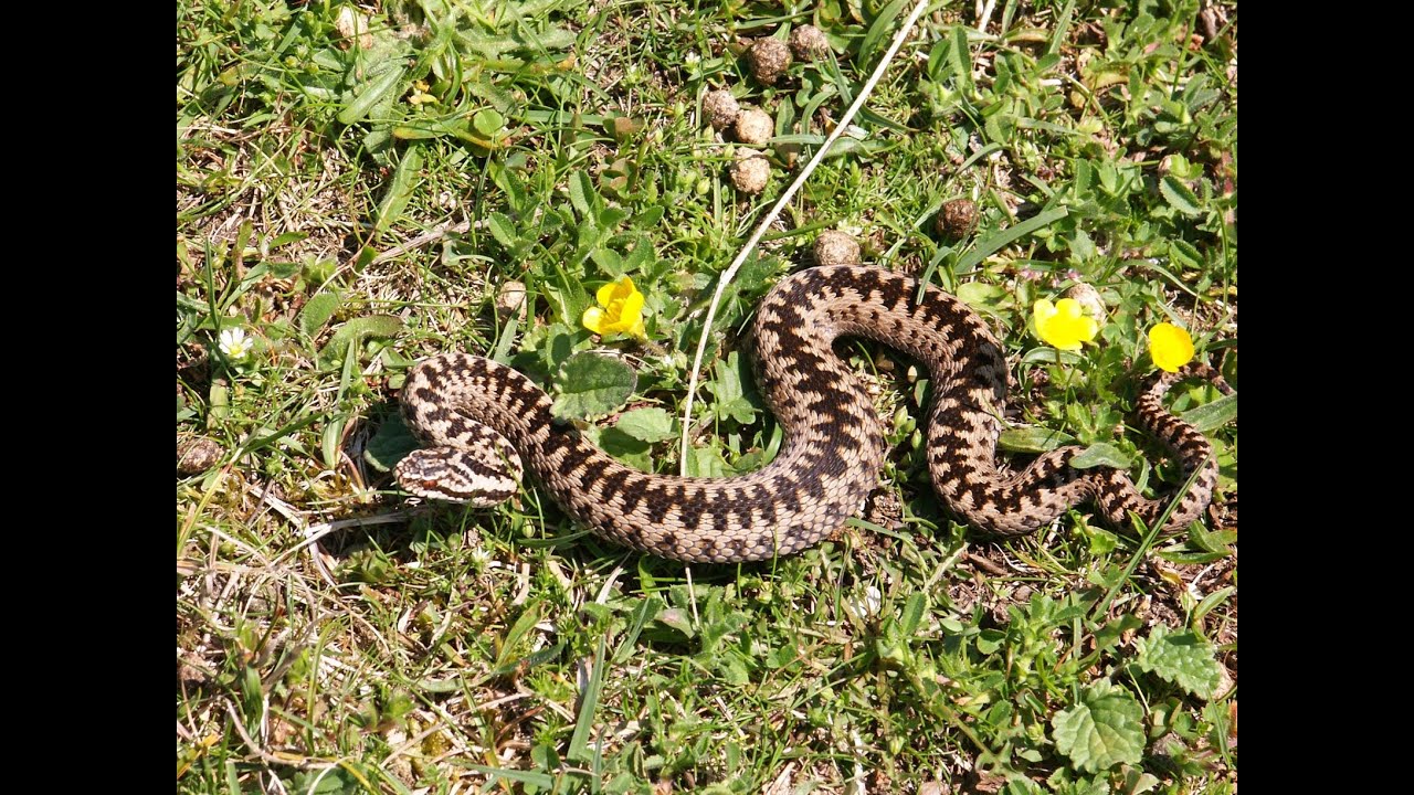 Wildlife and Ecology of Braunton Burrows with Ecologist Mary Breeds