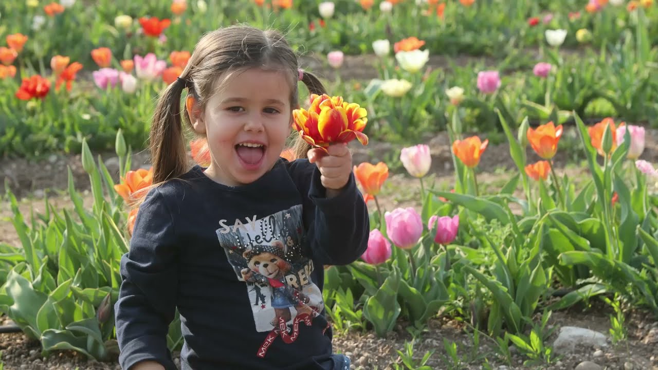 Il campo dei 100 mila tulipani da Flover a Bussolengo (VR)