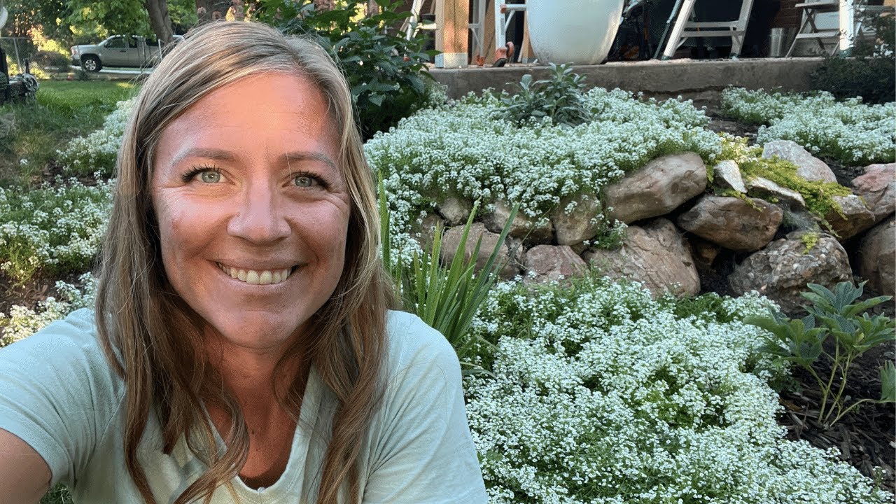 Best Performing Annuals: Zone 6b! Black and Blue Salvia and Sweet Alyssum! //FlowerFanatic