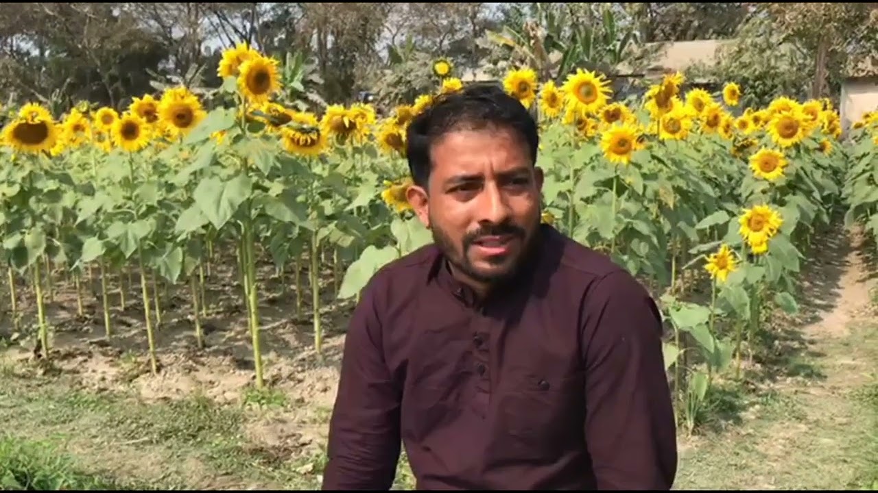যদি সূর্যমুখী ফুলের সৌন্দর্য উপভোগ করতে চান তাহলে আমাদের গৌরারং সুনামগঞ্জ চলে আসেন🌻
