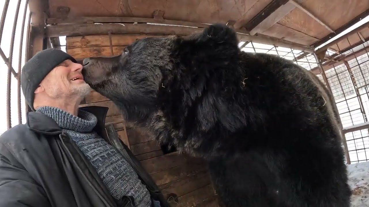 Буржуй - рыжая голова. Медведи.
