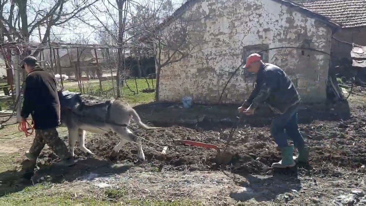 alinci