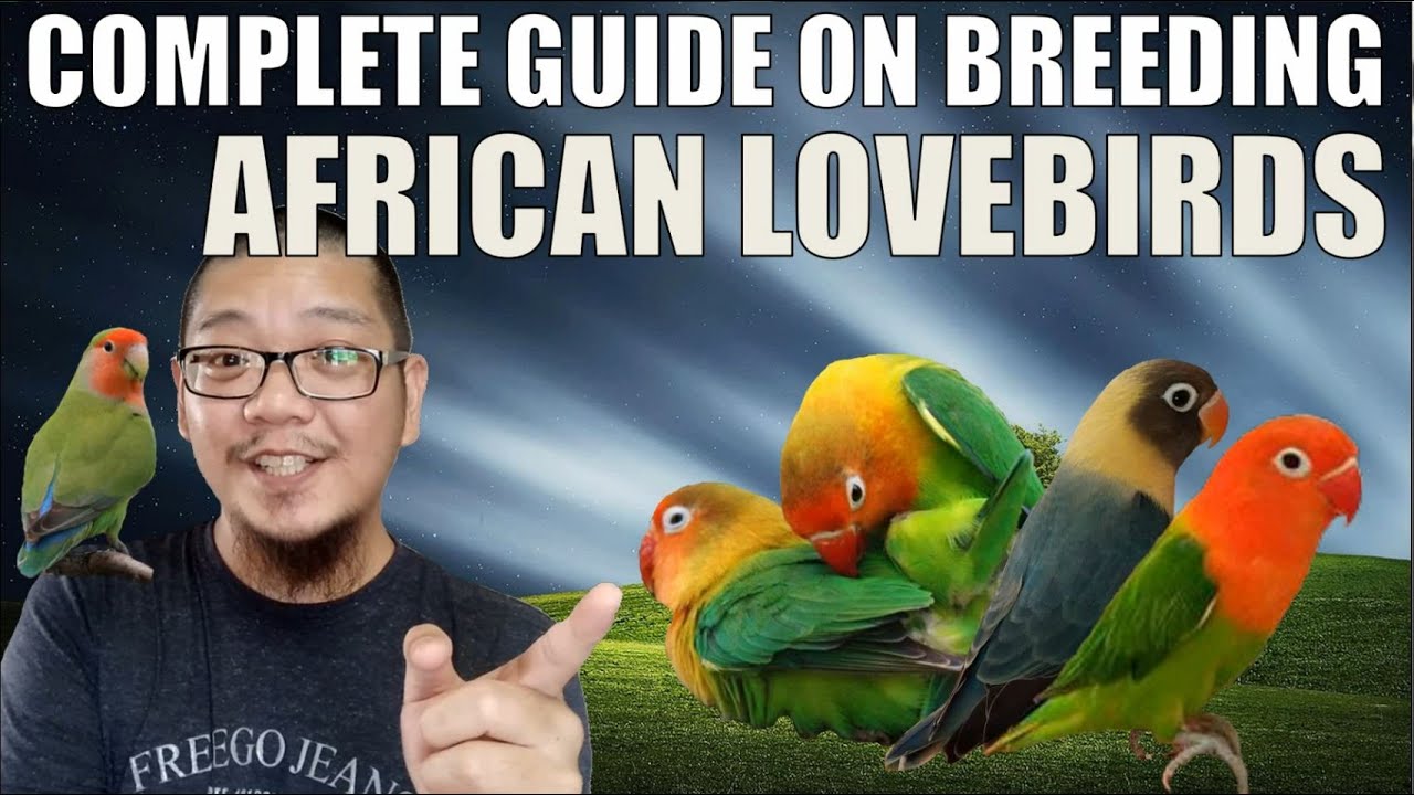 HOW TO BREED AFRICAN LOVEBIRDS (COMPLETE GUIDE)