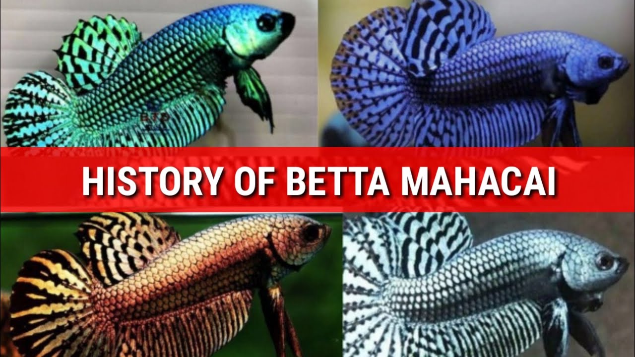 Ikan Cupang Mahacai | Wild Betta Alien