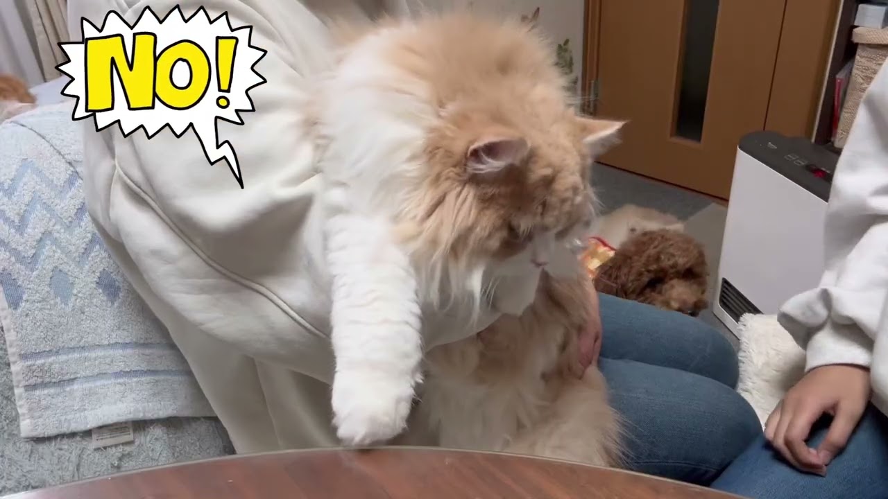 猫の毛除去グローブで検証してみました😽どのくらい取れるのでしょうか？
