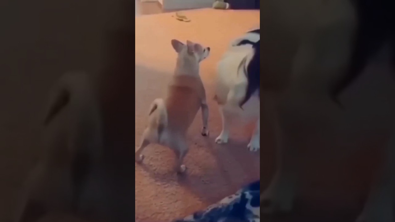 Caídas Divertidas 😂 