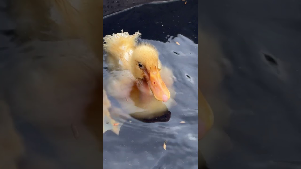 Viral