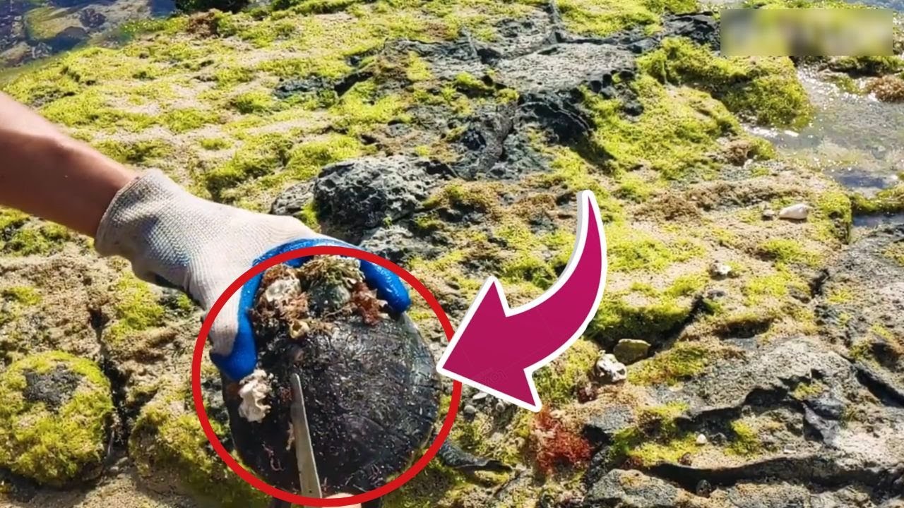 DISTURBING TRUTH! These Creatures Suffer in Silence Under Barnacles #BarnacleRemoval