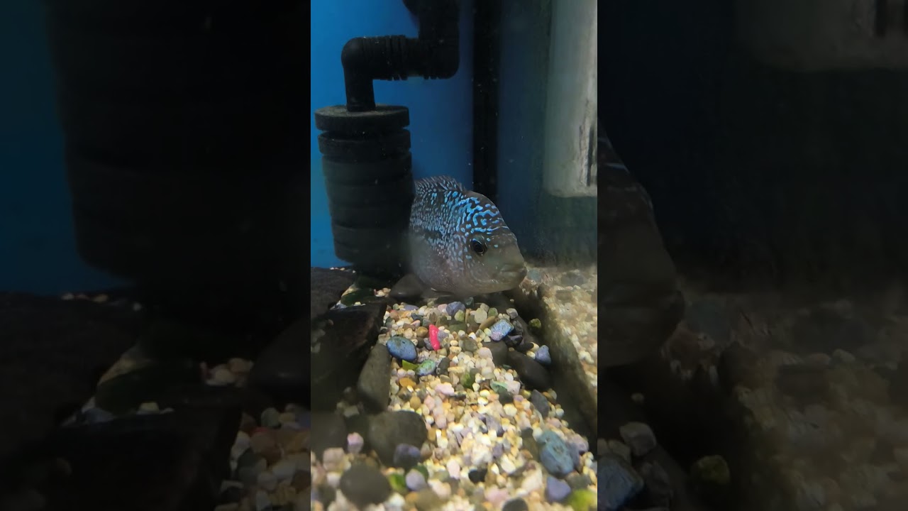 Flowerhorne and Cleaning Aquarium Glass