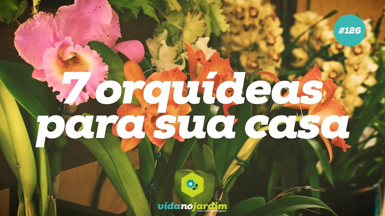 7 orquídeas para cultivar em casa