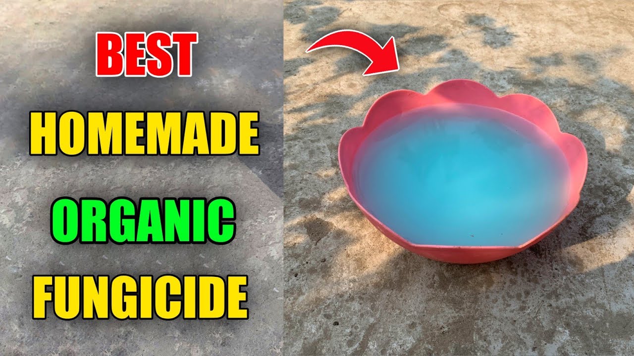 How To Make Fungicide At Home For Plants (IN HINDI) Bordo Mixture Preparation