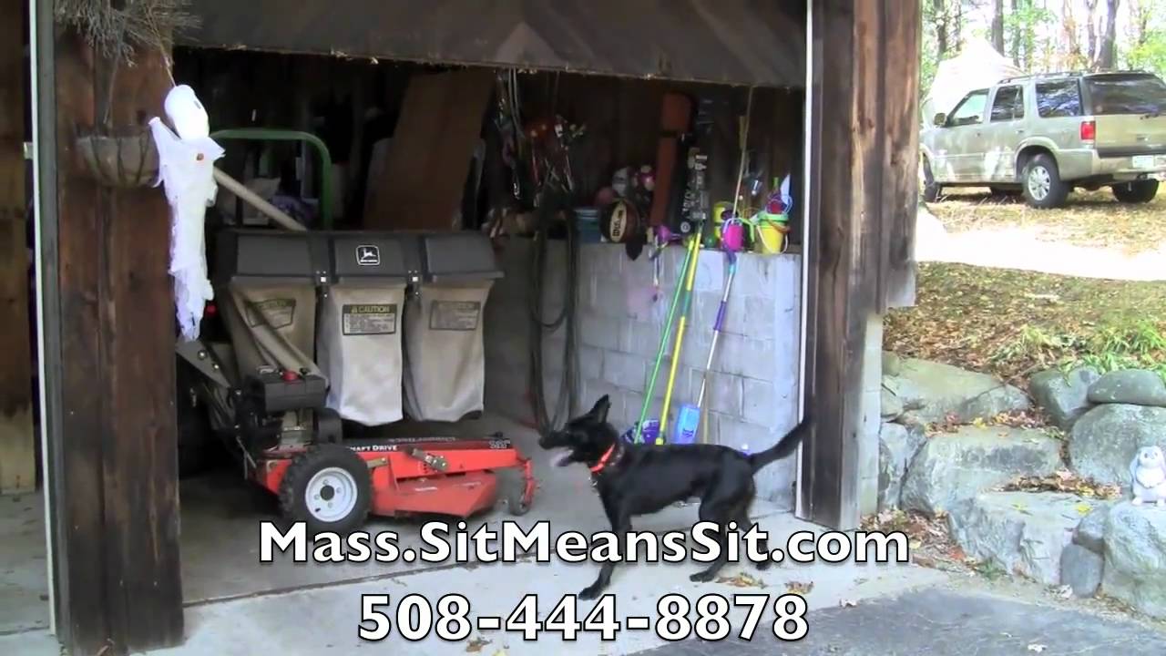 Sit Means Sit - Massachusetts - Dog Obedience Training