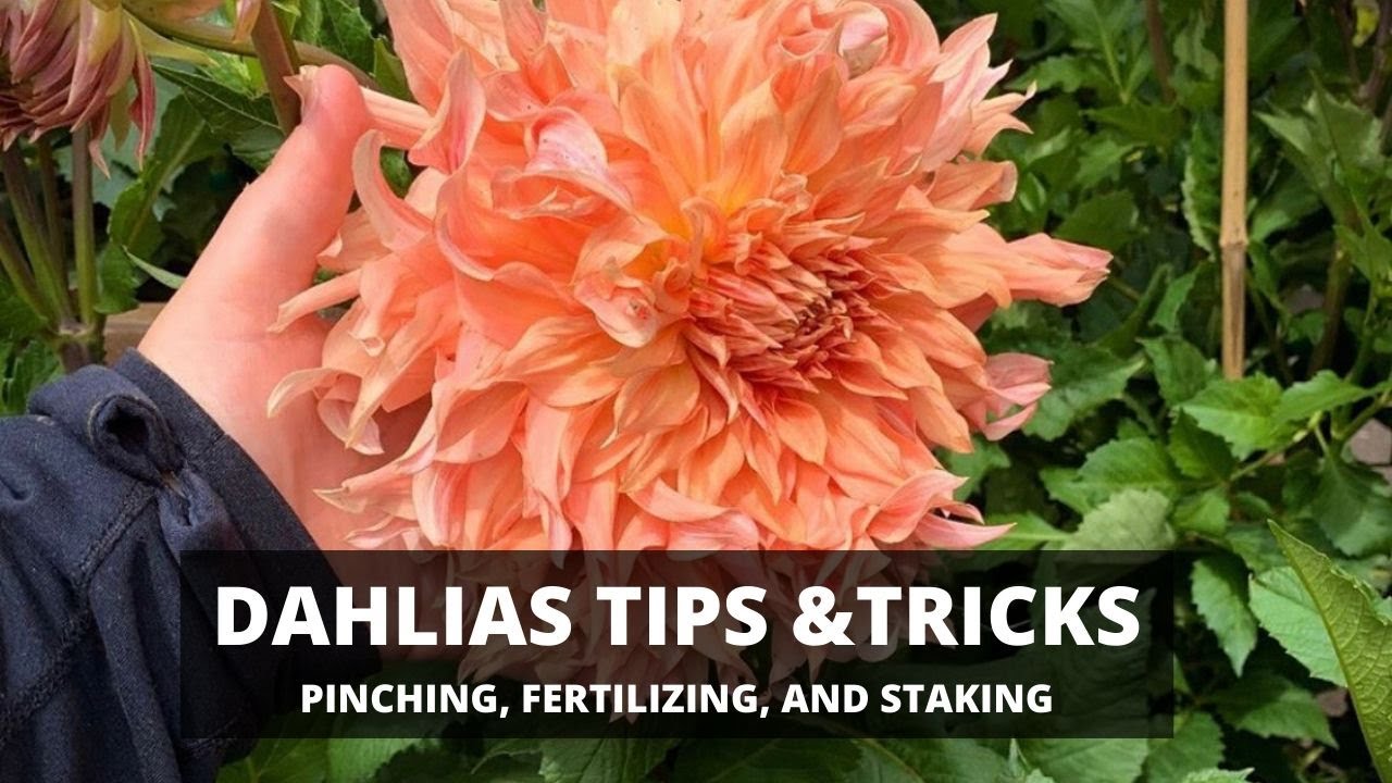 Dahlias Tips & Tricks: Pinching, Fertilizing, And Staking 😍