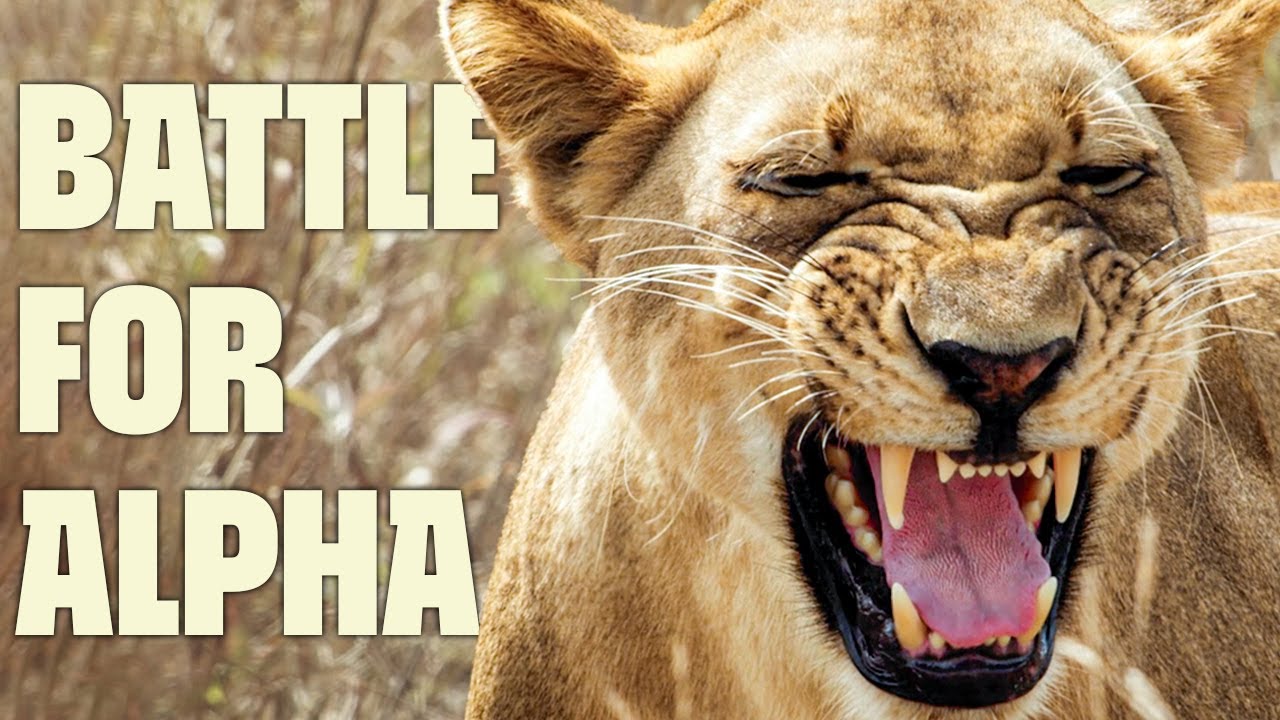 New King of the Floodplain | FULL DOCUMENTARY | Gorongosa Park | @Ultimate Nature Documentaries