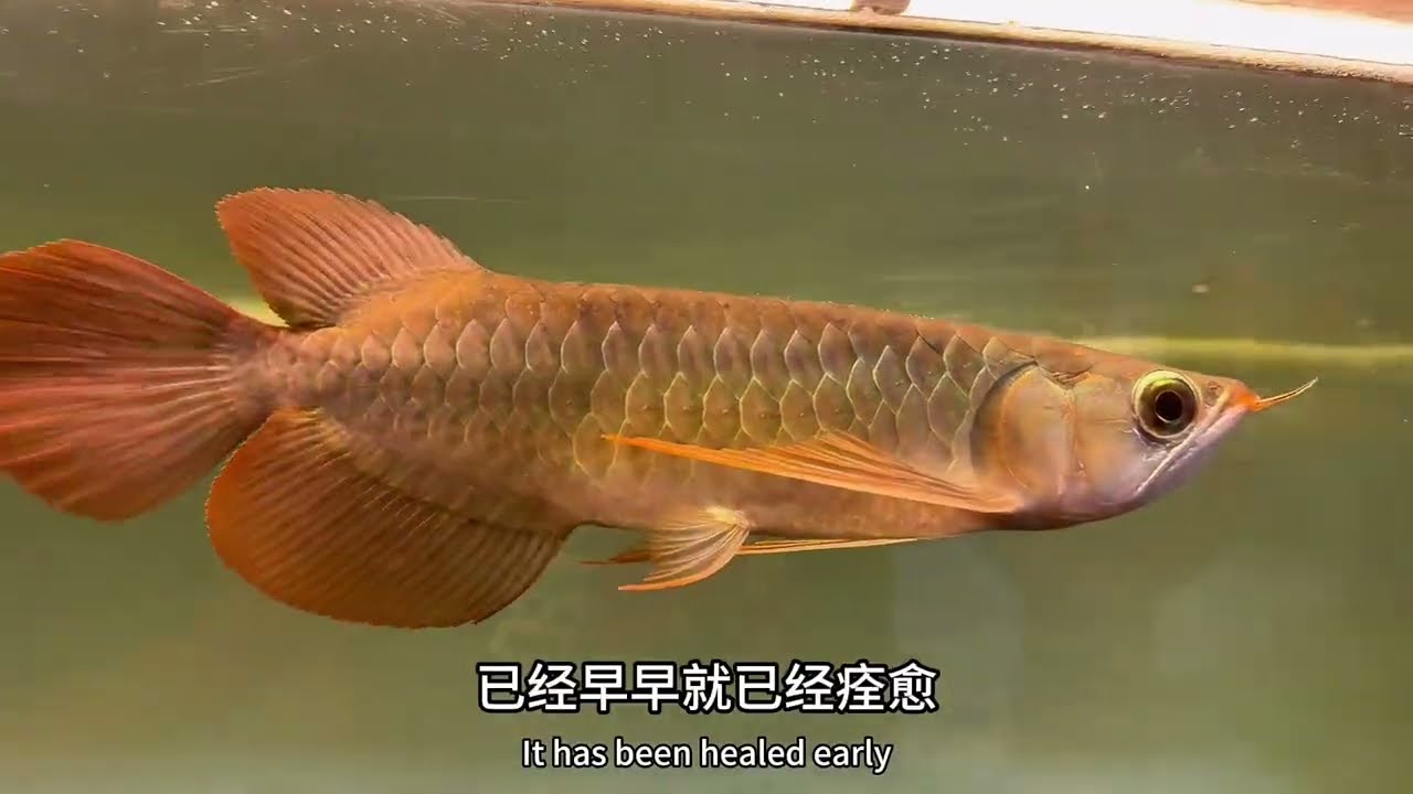 从0养龙鱼九十集（龙鱼水霉，立鳞，感染）