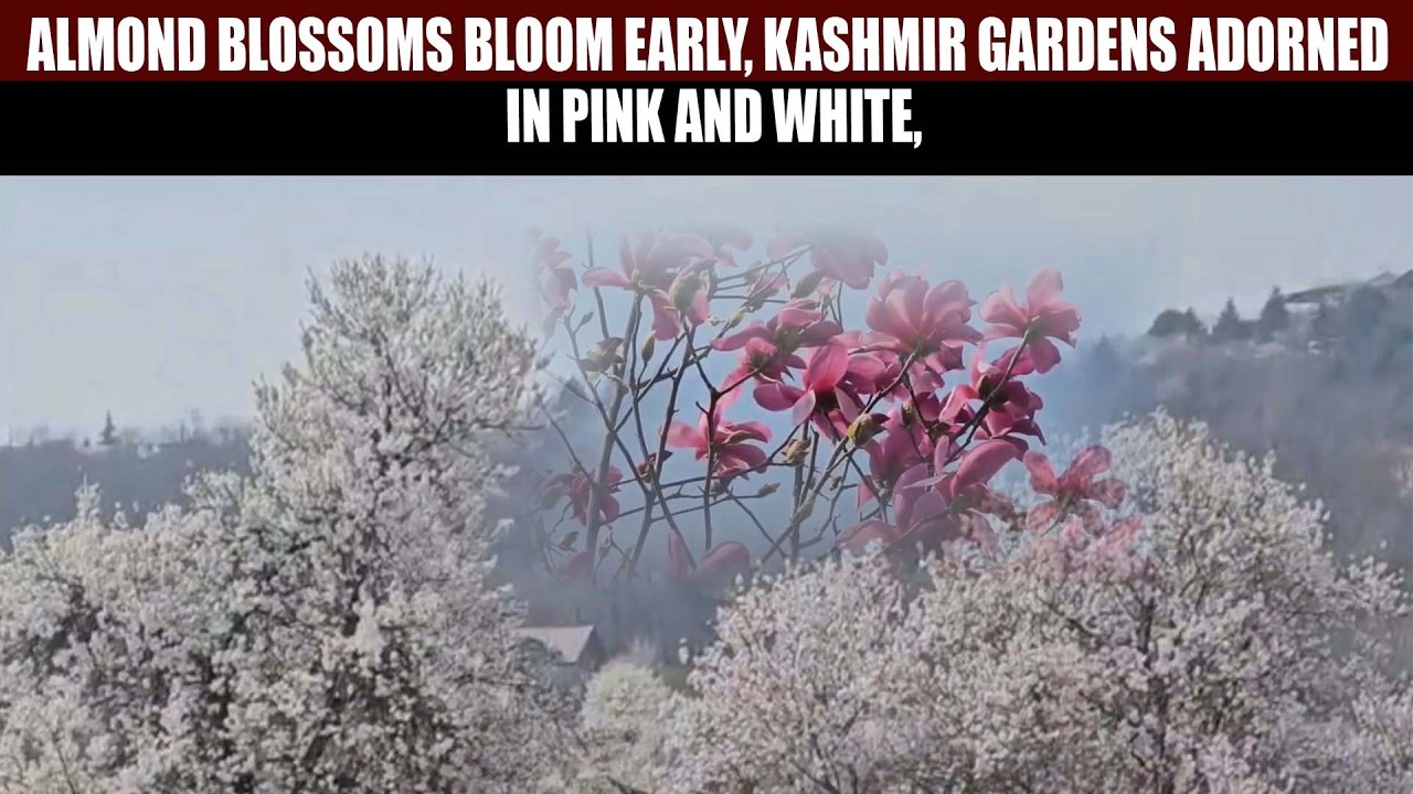 Almond Blossoms Bloom Early, Kashmir Gardens Adorned in Pink and White,attracts tourists ,locals