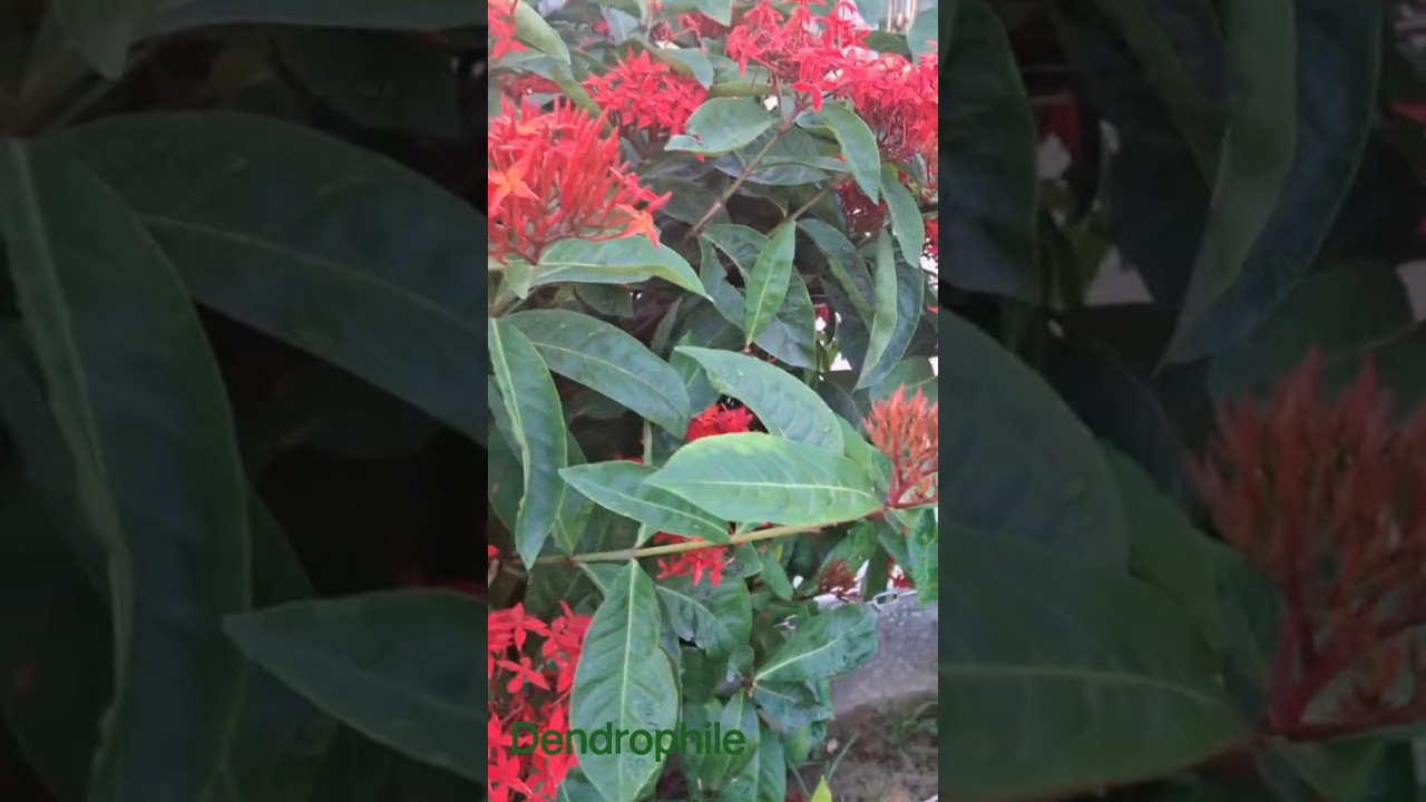 Beautiful Red Ixora Flowers #flowertypes #youtubeshorts #flowers #beautifulflowers #natureshorts