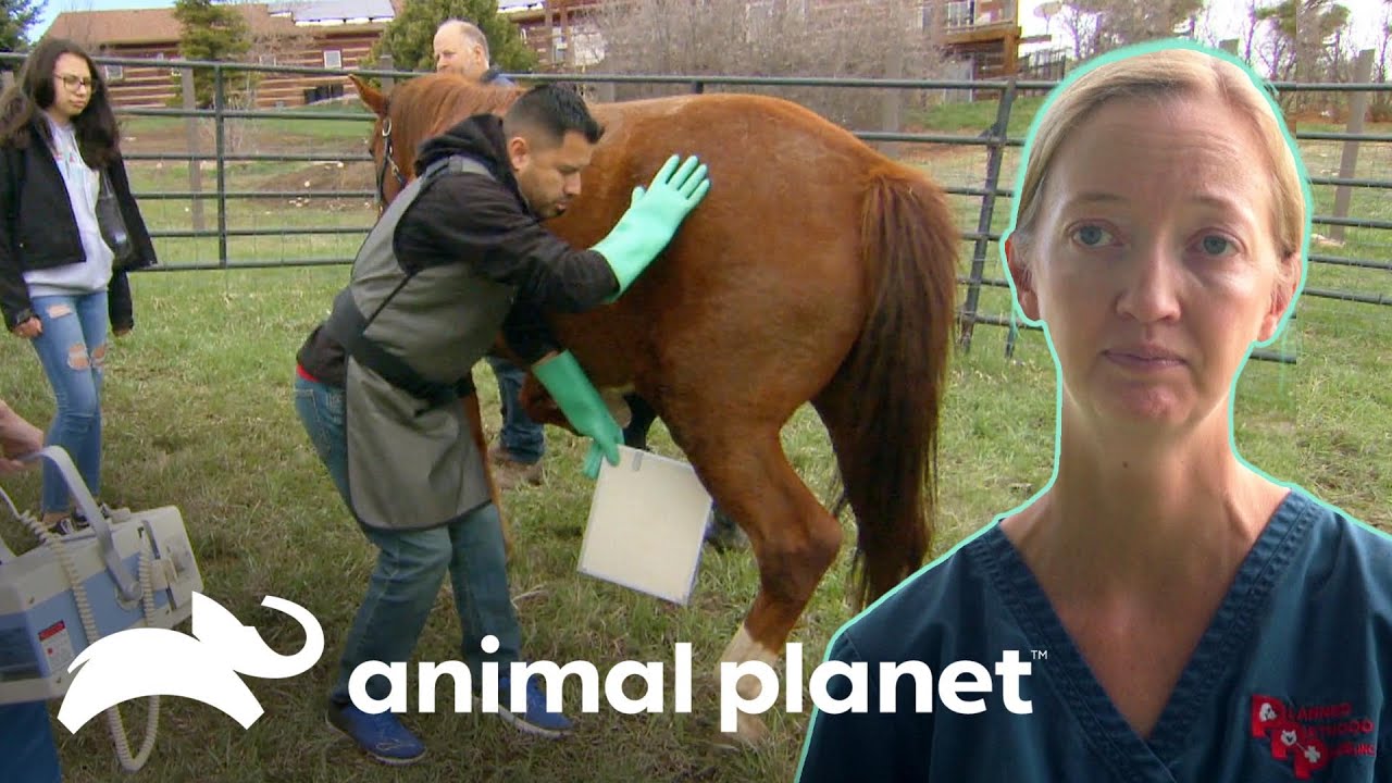 Tratan artritis en extremidades de un caballo | Dr. Jeff, Veterinario | Animal Planet