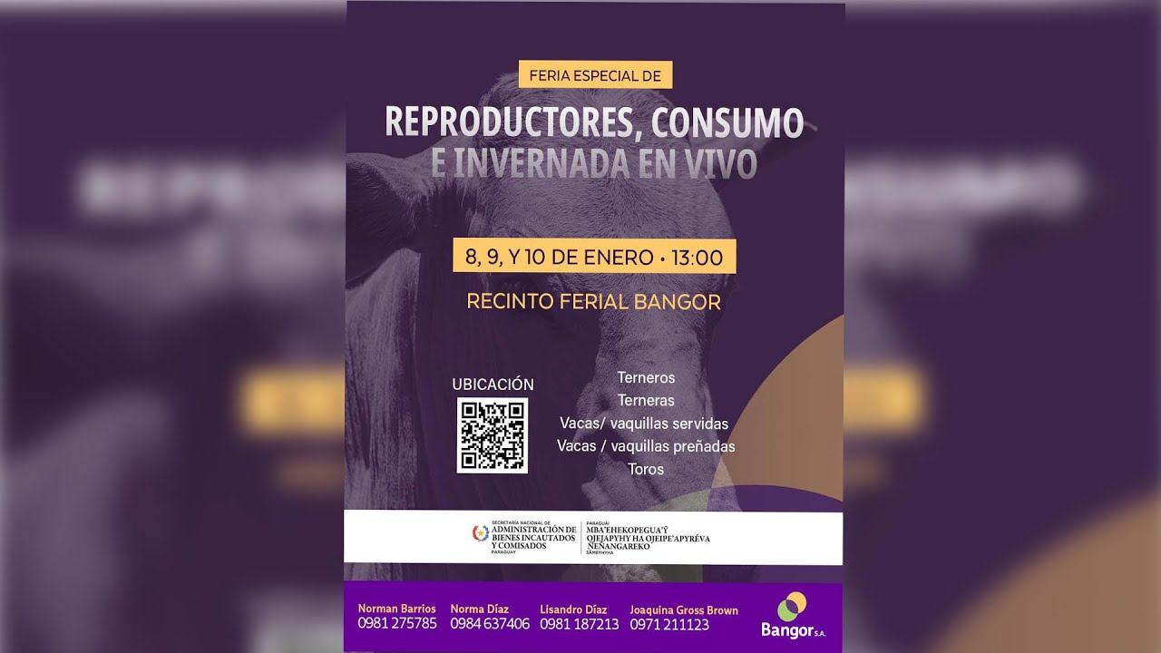 EN VIVO | Bangor // Feria Especial de Reproductores , Consumo & Invernada en vivo