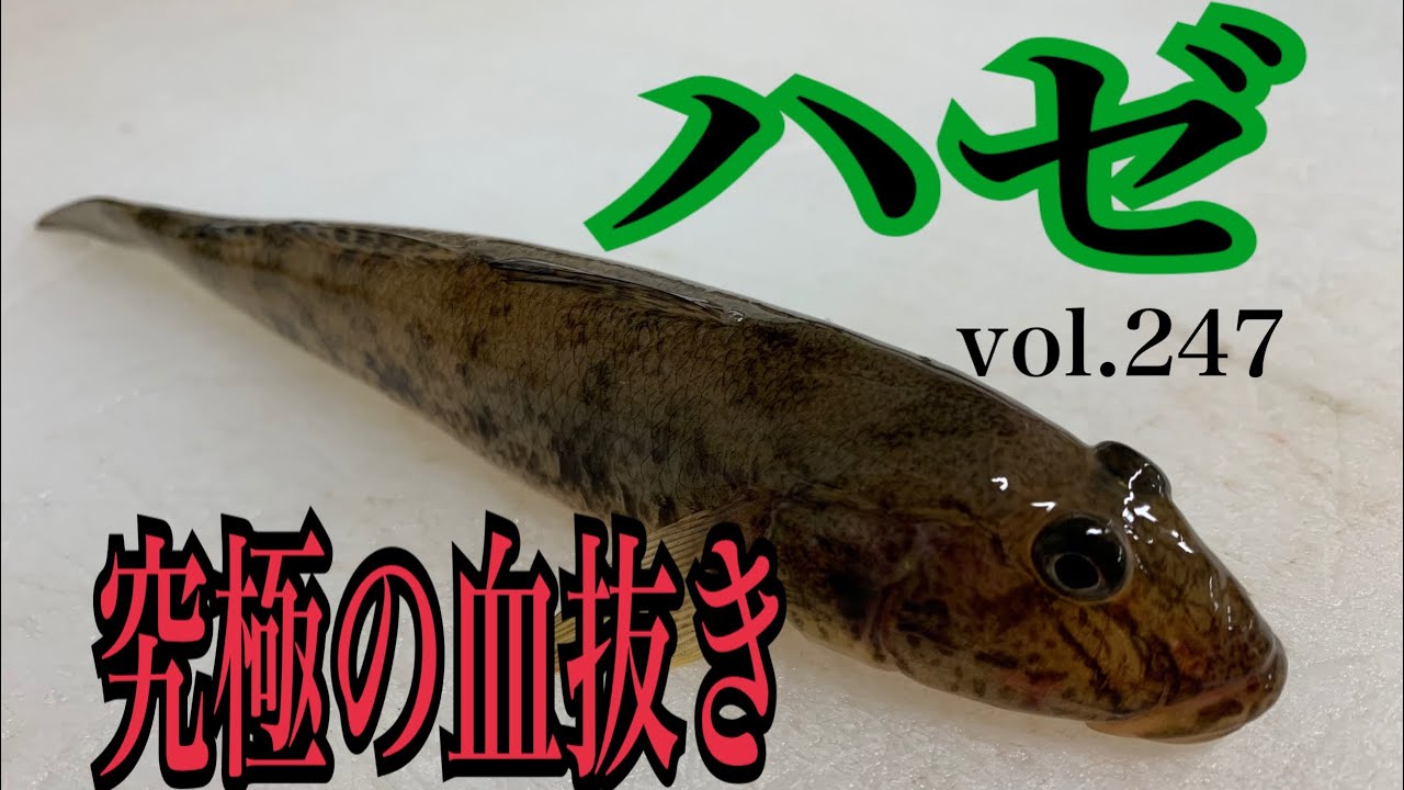 ハゼ 究極の血抜き編 vol.248
