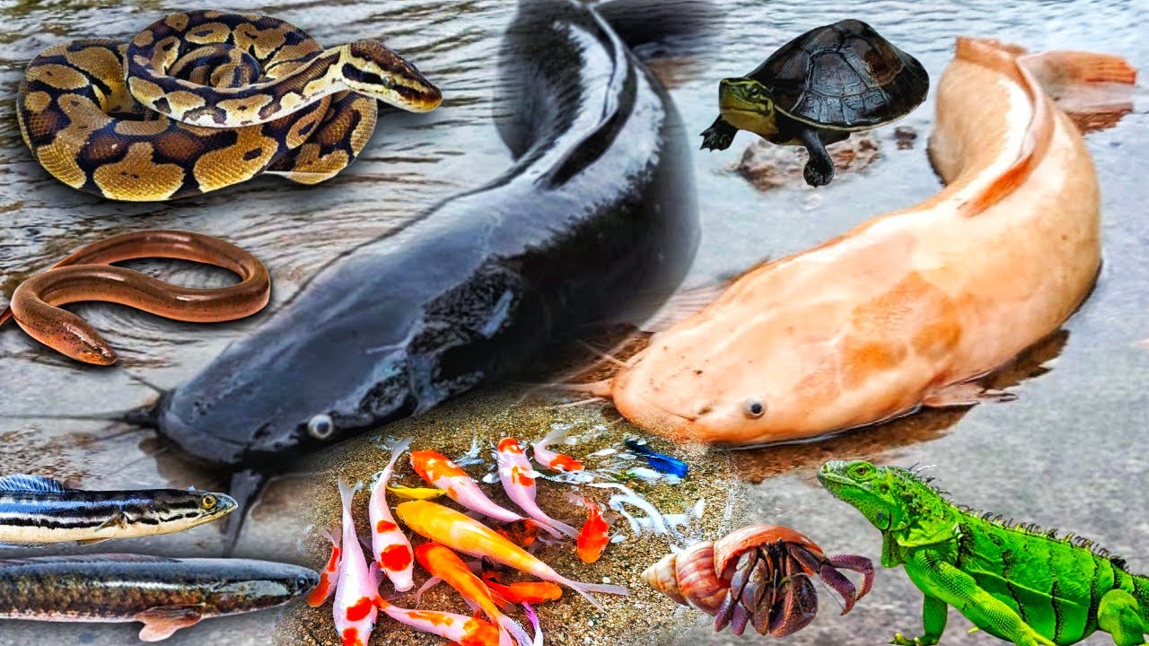 Wow Mencari Ikan Lele Besar Dalam Lubang Ada Lele Albino, Ikan Toman, Ikan Hias, Ikan Gabus, Belut