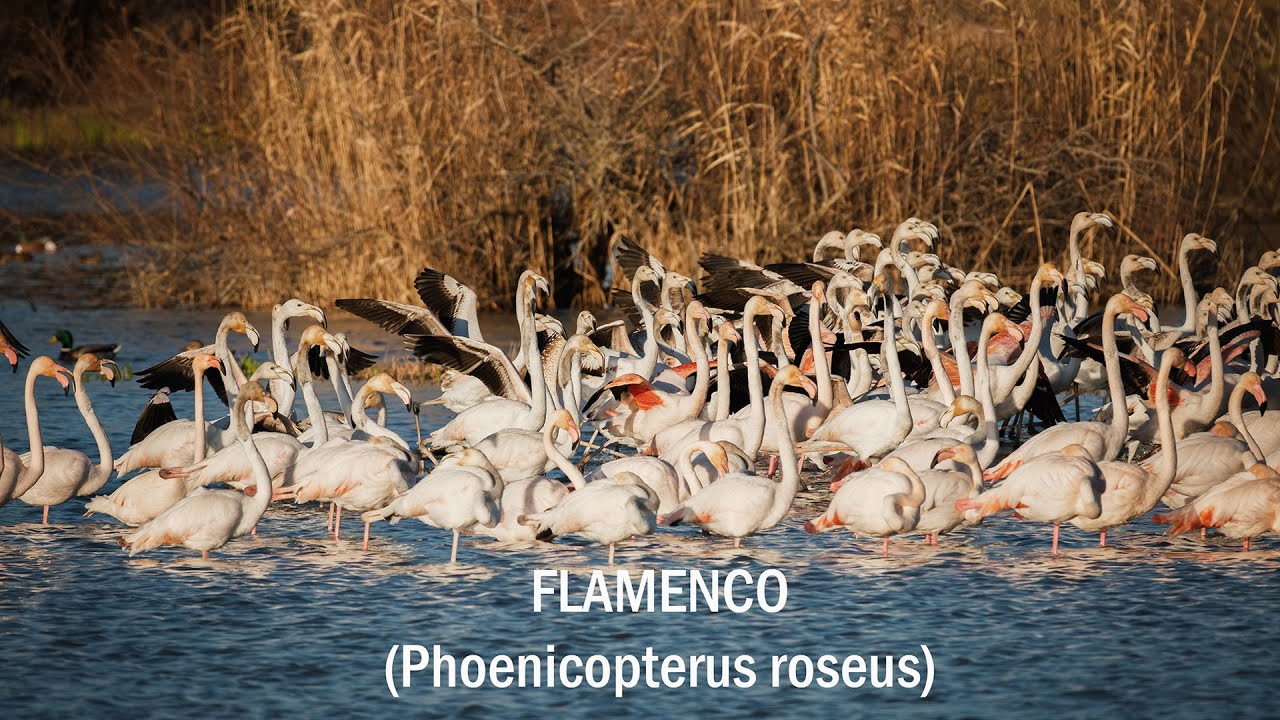 Flamencos en Parc Natural dels Aiguamolls de L'Empordà