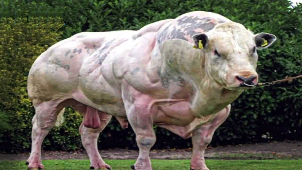 14 Animale HIBRIDE Incredibile