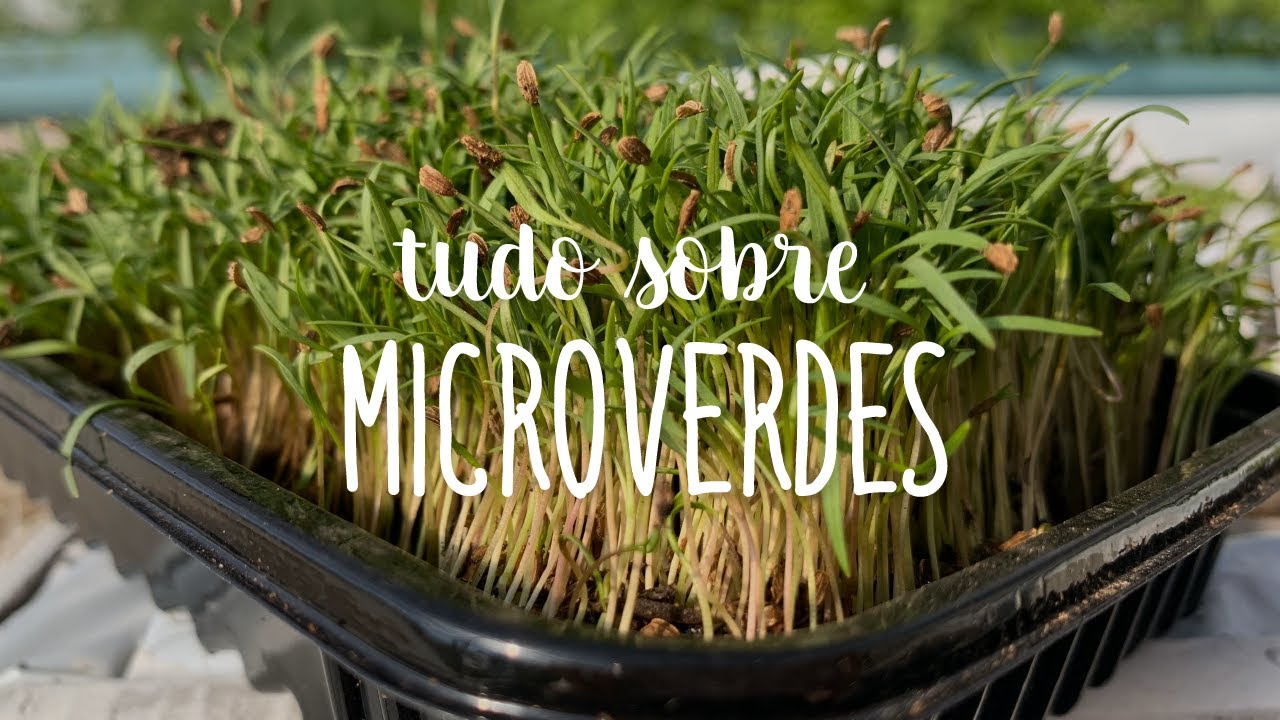 Tudo sobre microverdes
