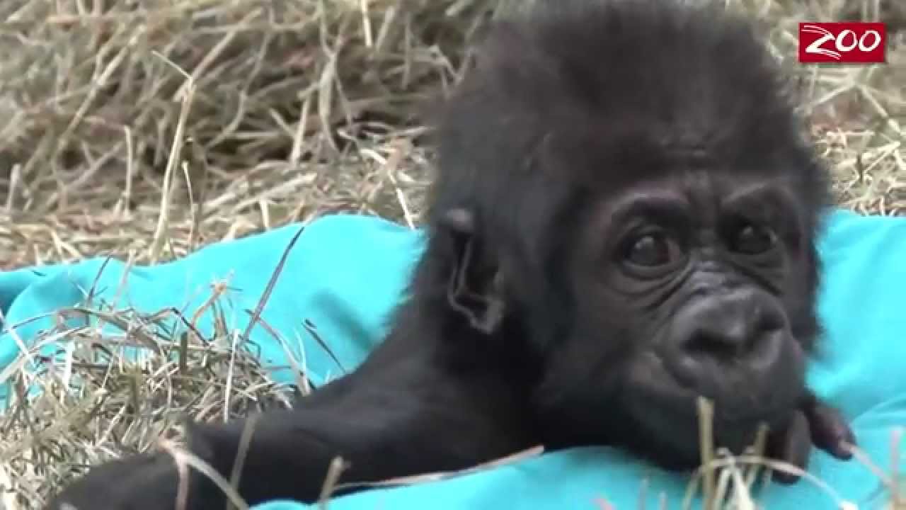 Baby Gorilla's Busy Day