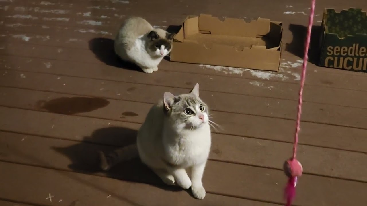 She came back to take the other toy