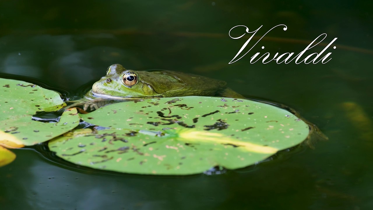 Vivaldi - The Four Seasons: Spring (RV 269) | Sonus Vitae 🎶