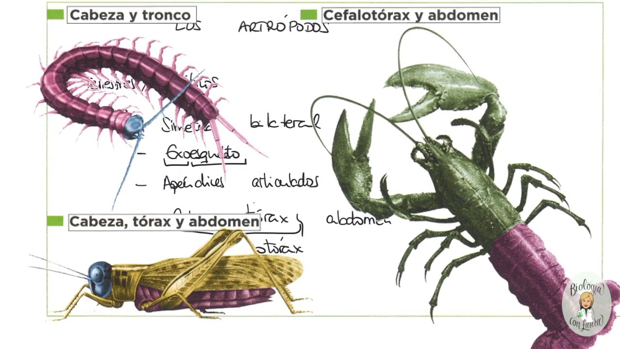 Los artrópodos. Características generales
