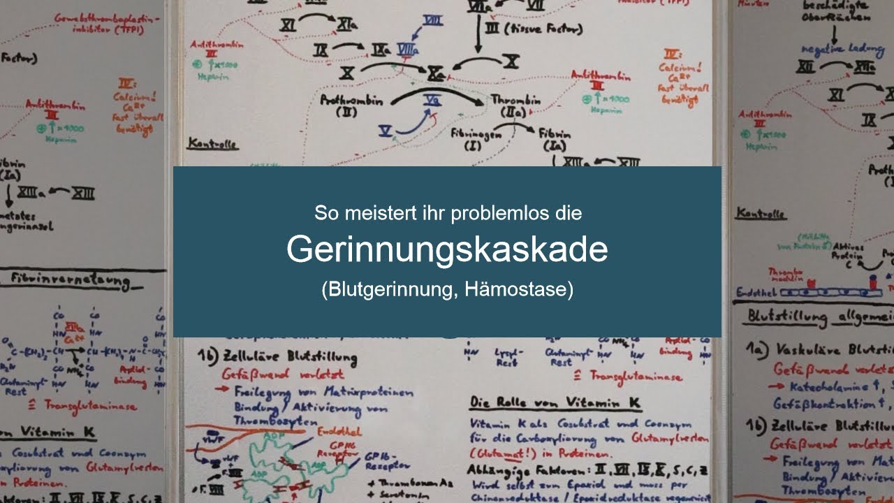 H&Auml;MOSTASE und GERINNUNGSKASKADE meistern  - Biochemie Now
