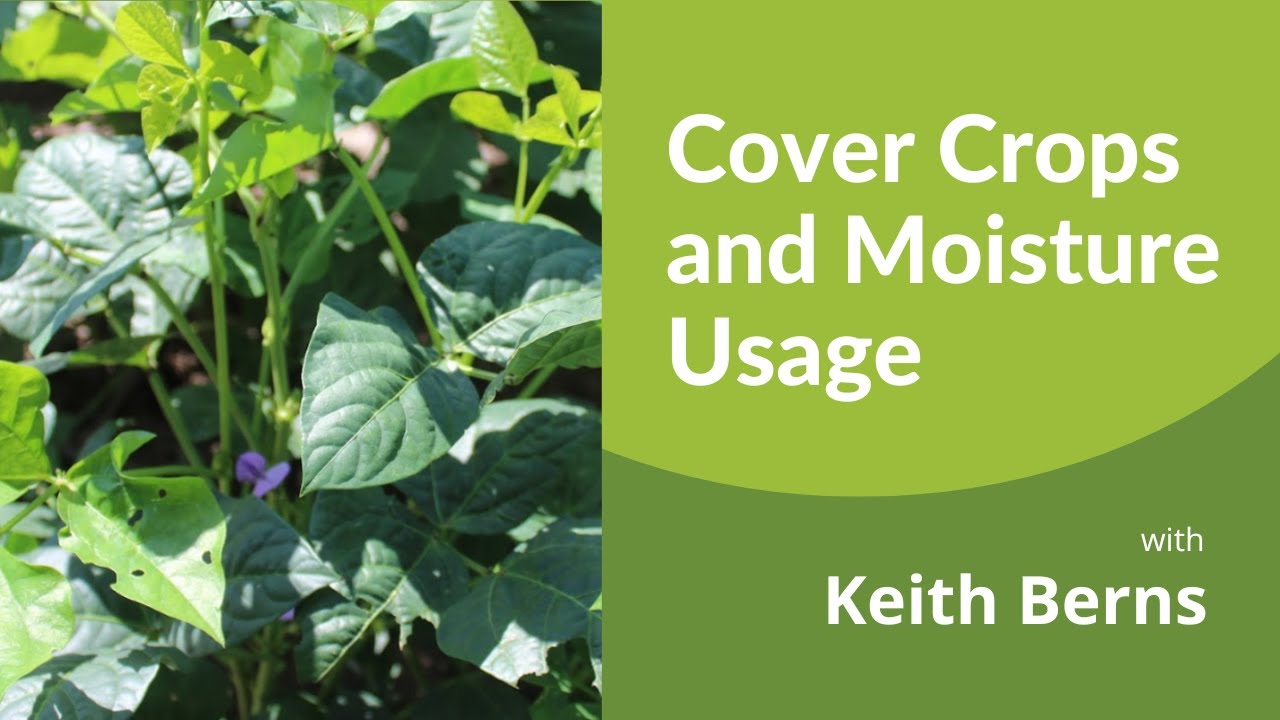 Cover Crops and Moisture Usage
