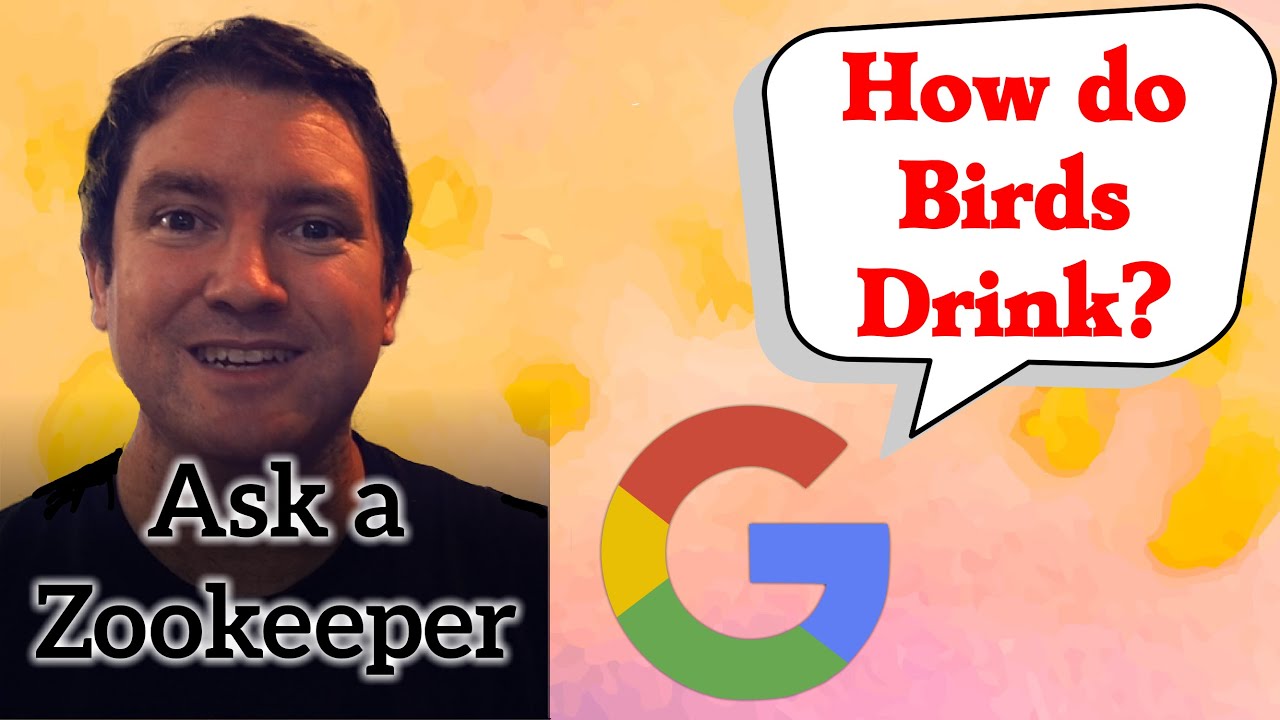 How do Birds Drink? - Ask A Zookeeper 2