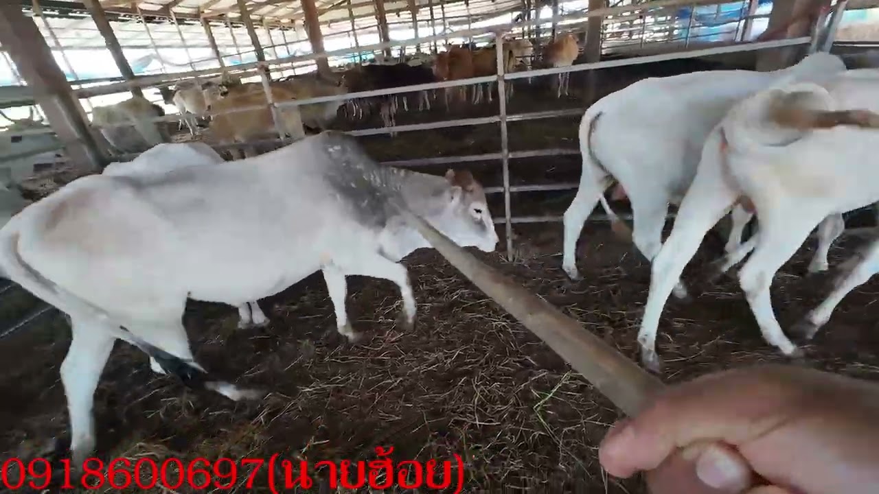 ทีมงานพ่ออำนวยตลาดนัดโคกระบือวังประจบ จ.ตาก By นายฮ้อย