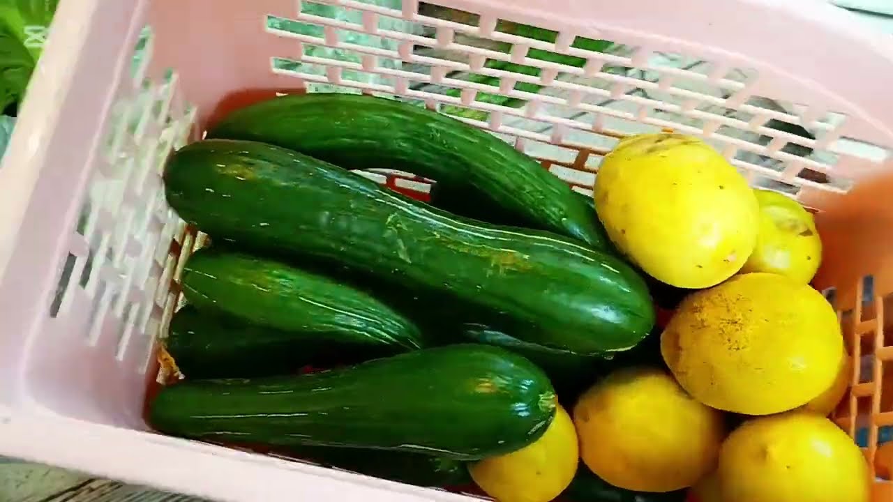 الفاهيه فاهيه لو ينكعوها بمي وملح مسواك النص من الشهر ليش مصرف البيت يخلص يوم عشرين بشهر