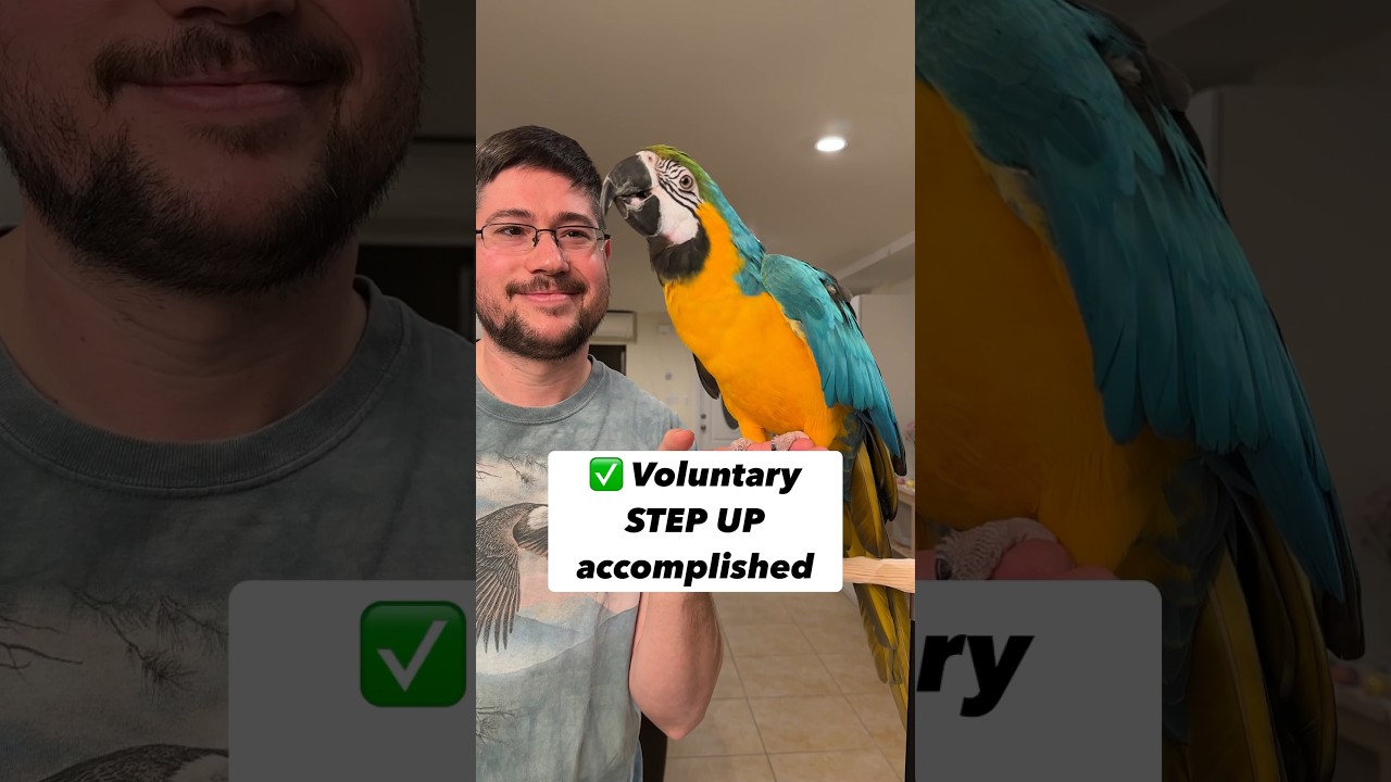 Solving Step Up Biting with Parrots #birds #care